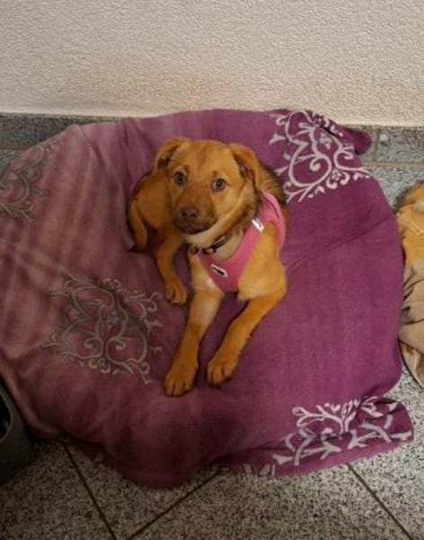 Welpenmädchen Libby auf PS in 91286