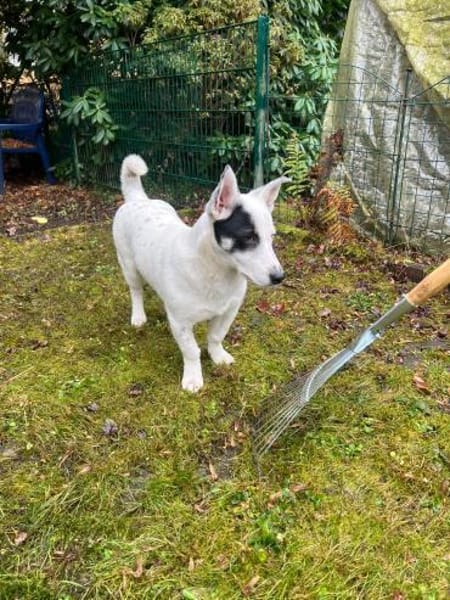 Sparow agiler verspielter Junghund