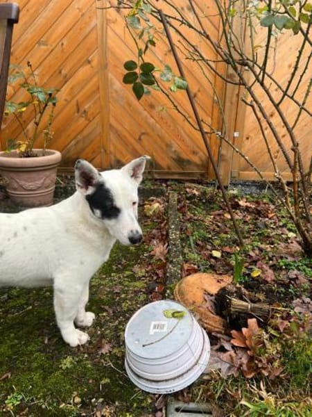 Sparow agiler verspielter Junghund