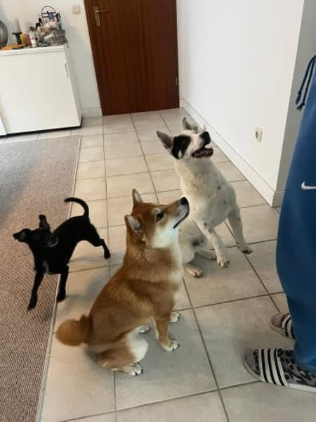 Sparow agiler verspielter Junghund