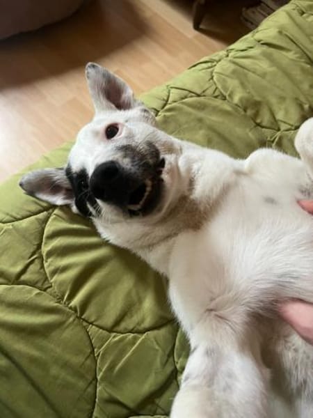 Sparow agiler verspielter Junghund