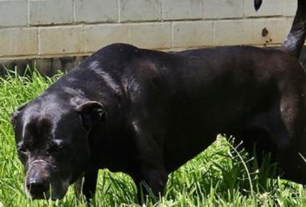 Odin, besonderer Hund!