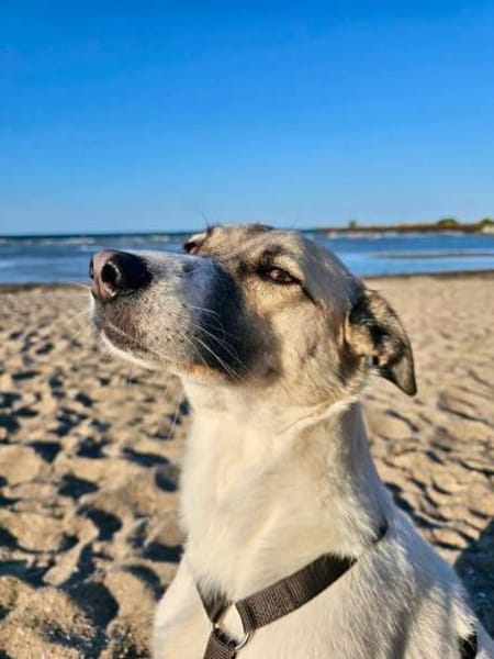 HOPE sucht ein liebevolles Zuhause