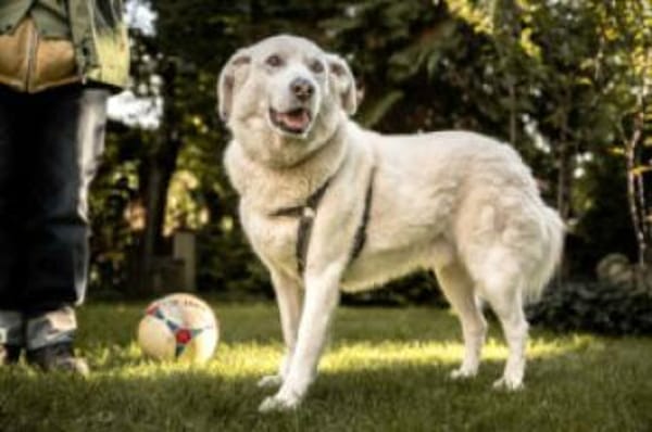 BRIX - ein Herz aus Gold