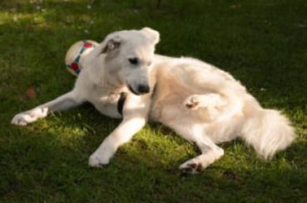 BRIX - ein Herz aus Gold