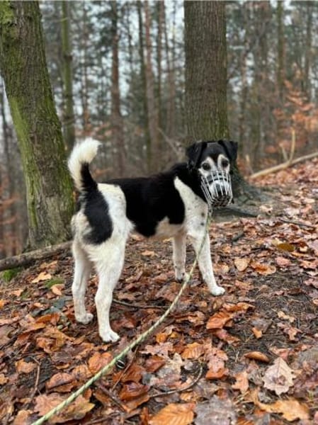 Eine letzte Chance für Idefix