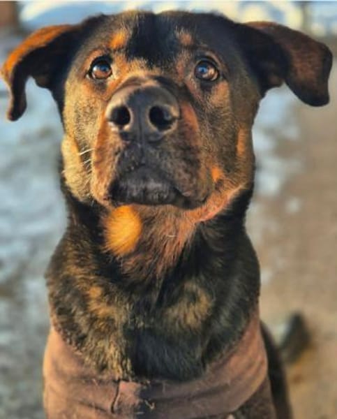 Loki - Einzelperson wäre gut