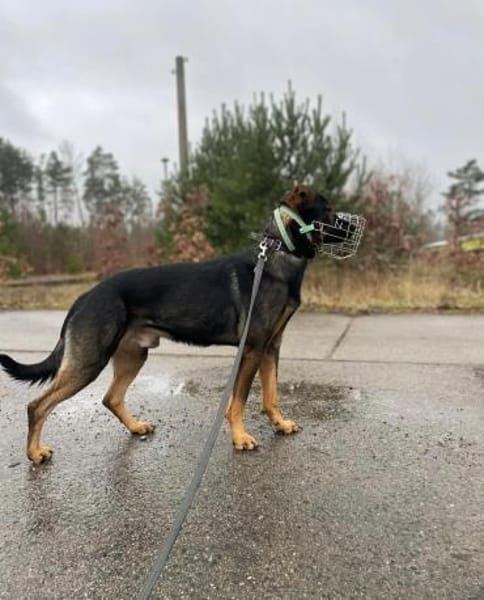 Loki - Einzelperson wäre gut