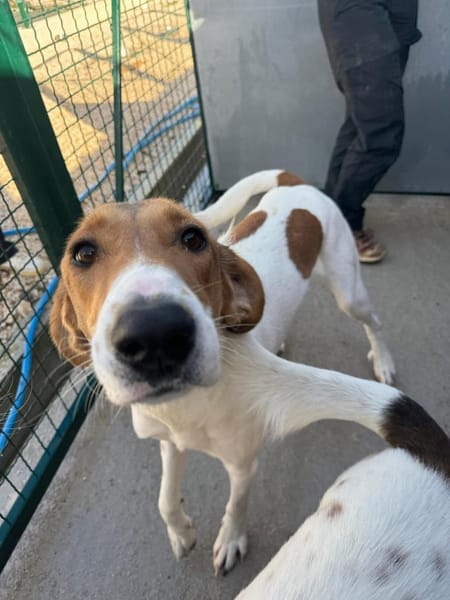 Aki sucht sein Zuhause