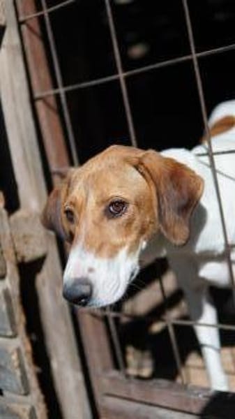 Aki sucht sein Zuhause