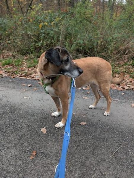 Lady hat ihr Frauchen verloren