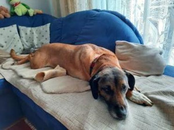 Lady hat ihr Frauchen verloren