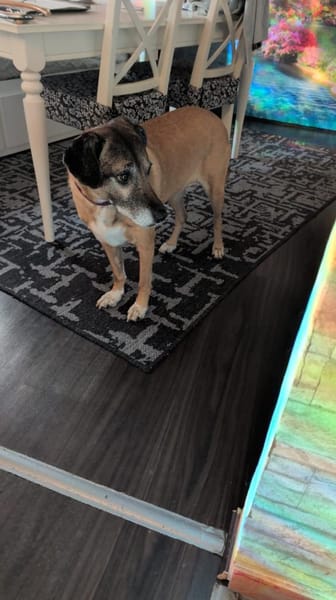 Lady hat ihr Frauchen verloren