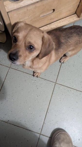 kleiner Rüde Robin auf PS in 95482