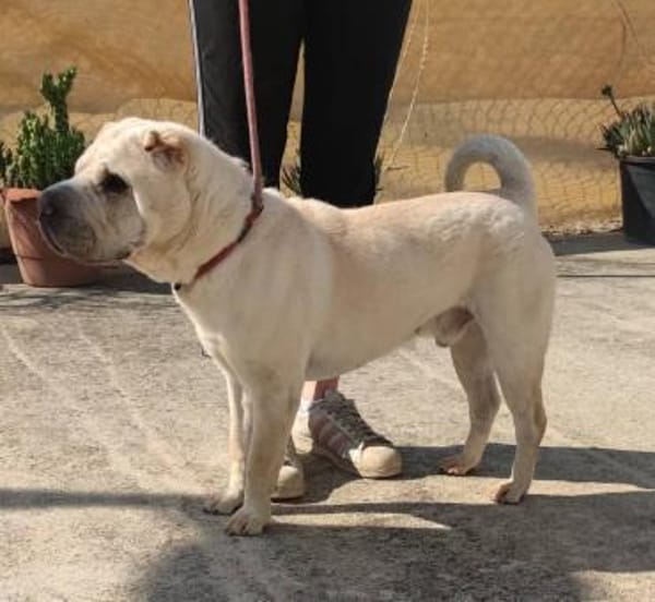 Roco - Liebenswerter Rüde