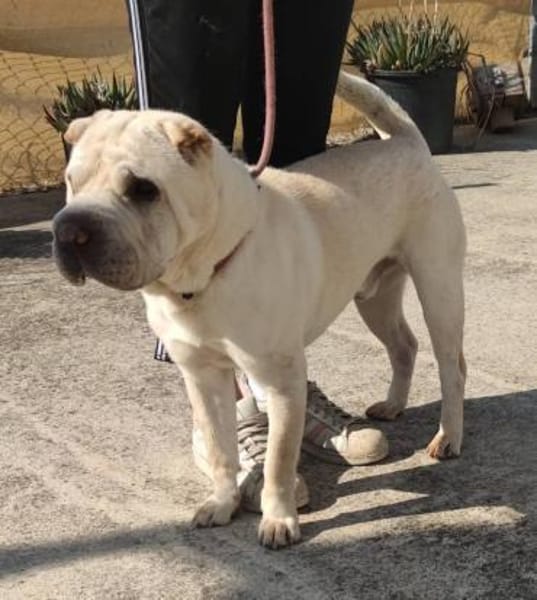 Roco - Liebenswerter Rüde