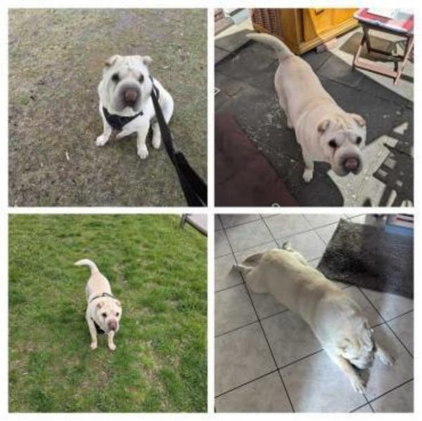 Roco - Liebenswerter Rüde