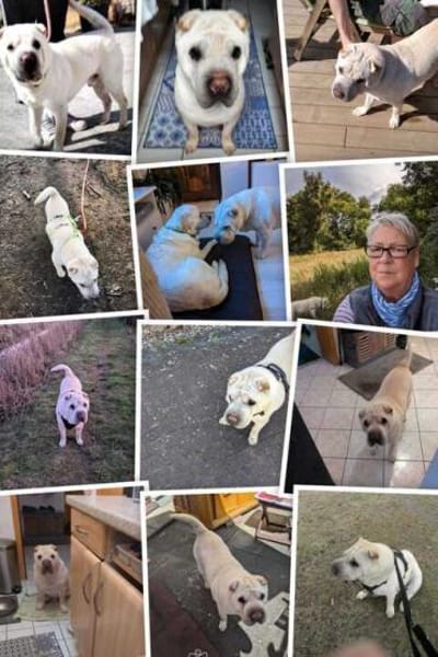 Roco - Liebenswerter Rüde