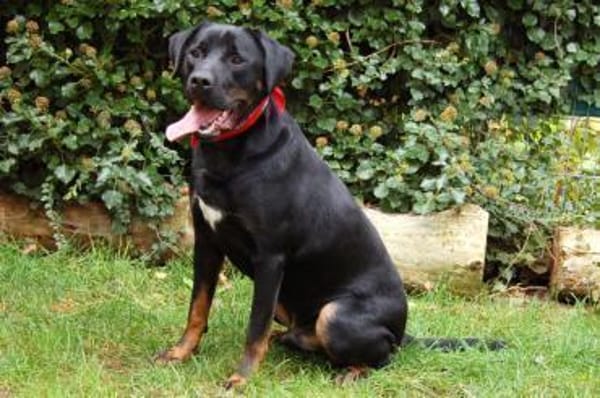 CHOPPER sucht dringend ein neues Zuhause