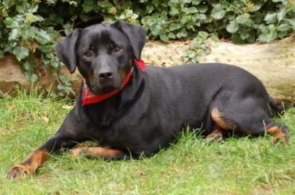 CHOPPER sucht dringend ein neues Zuhause