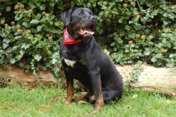 CHOPPER sucht dringend ein neues Zuhause