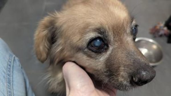 Süße Molly❤ sucht Kuschelflat