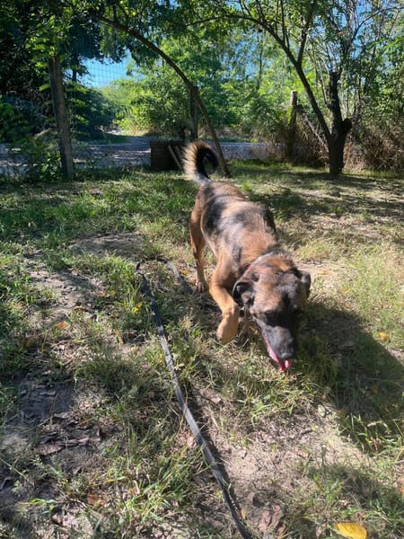 Jony LM  superlieber Jungspund