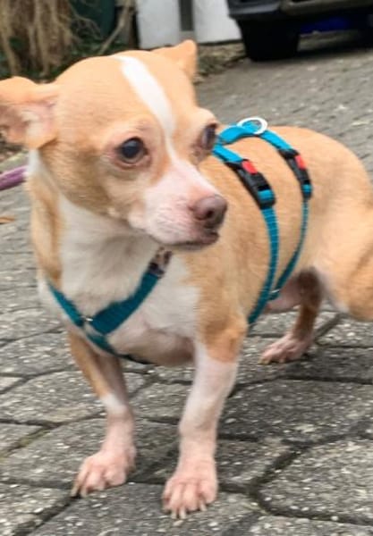 Candy°  in 86529 Schrobenhausen