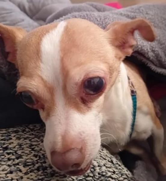 Candy°  in 86529 Schrobenhausen