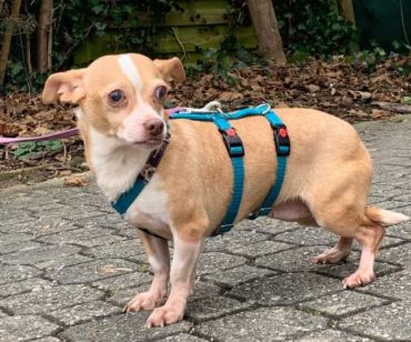 Candy°  in 86529 Schrobenhausen