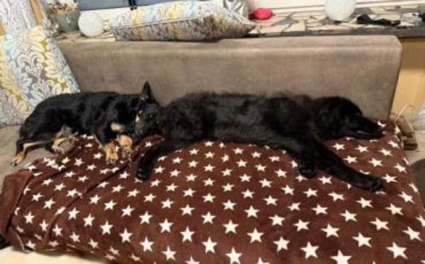 Hast du ein Körbchen frei für Ping?