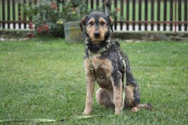 Miko sucht seine Menschen...