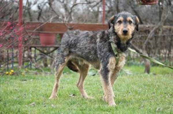 Miko sucht seine Menschen...