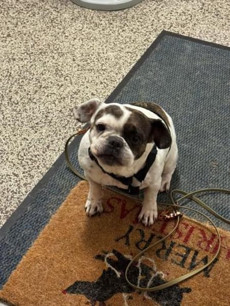 Cuba sucht ihr Zuhause