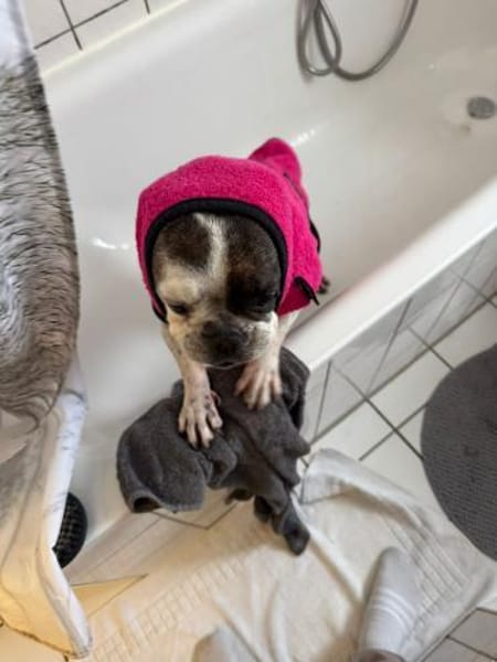 Cuba sucht ihr Zuhause