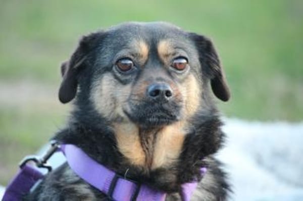 Sandy sucht ein zu Hause mit Herz...