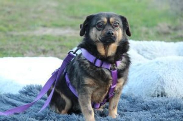 Sandy sucht ein zu Hause mit Herz...