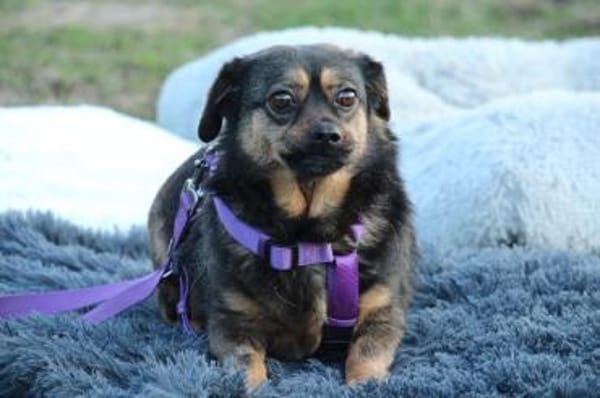 Sandy sucht ein zu Hause mit Herz...