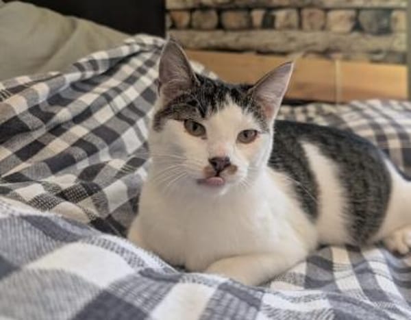 Perla&Emil suchen ihr Körbchen