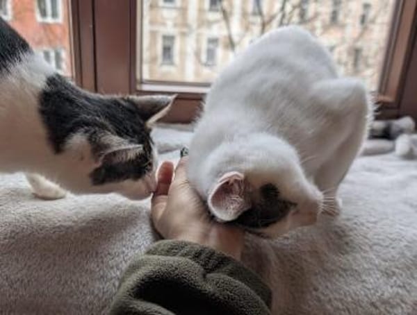 Perla&Emil suchen ihr Körbchen