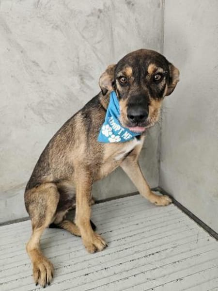 Freundlicher Rüde Wapi