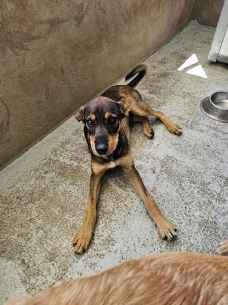 Freundlicher Rüde Wapi