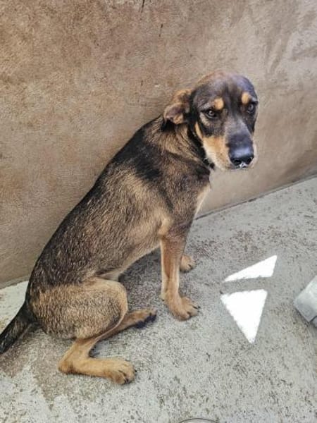 Freundlicher Rüde Wapi