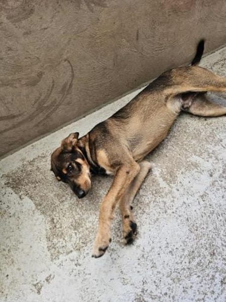 Freundlicher Rüde Wapi