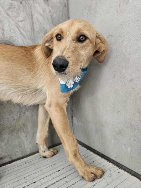 Hübscher Rüde Wilan