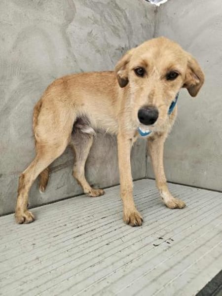 Hübscher Rüde Wilan