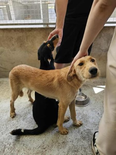 Hübscher Rüde Wilan