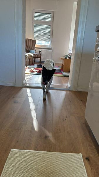 Falk - der Hübsche 🫶🏻