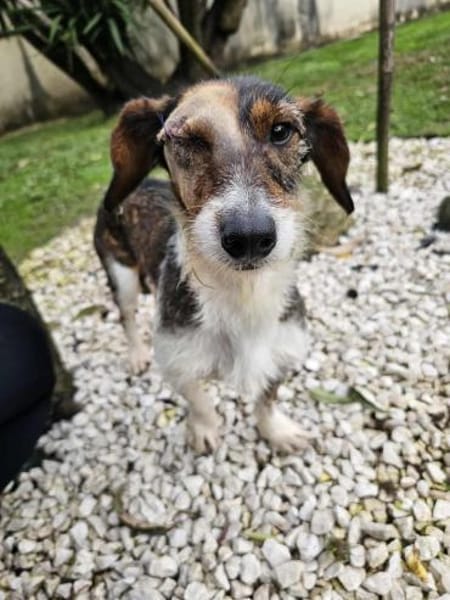 Rauhaardackel-Mix Twix