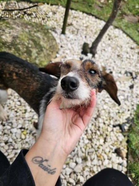 Rauhaardackel-Mix Twix